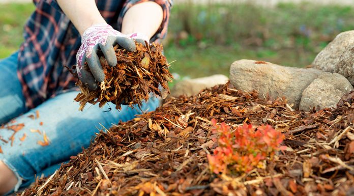 Особенности мульчирования в садоводстве
