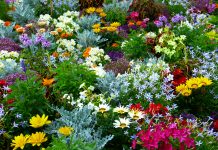 Купить садовые растения с доставкой: где их можно найти от ведущих российских и западных питомников