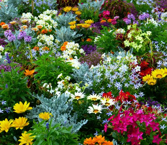 Купить садовые растения с доставкой: где их можно найти от ведущих российских и западных питомников