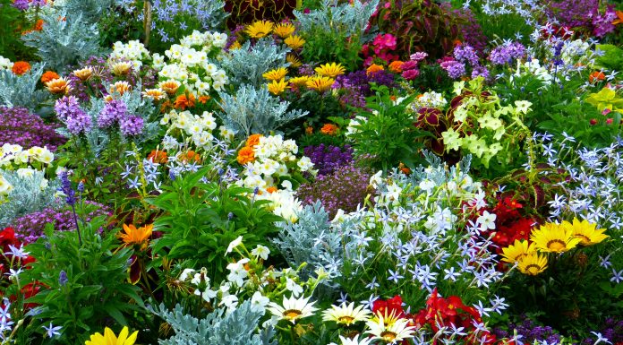 Купить садовые растения с доставкой: где их можно найти от ведущих российских и западных питомников