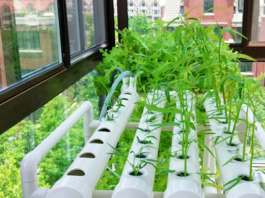 Удобрения для гидропоники: в каком формате они бывают