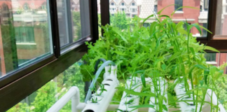 Удобрения для гидропоники: в каком формате они бывают