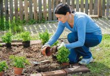 Советы начинающим дачникам по уходу за садом и огородом