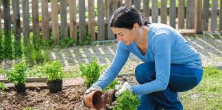 Советы начинающим дачникам по уходу за садом и огородом