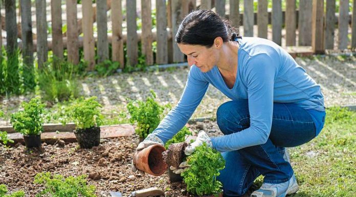 Советы начинающим дачникам по уходу за садом и огородом