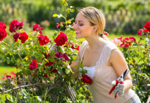 Где выбрать подходящие саженцы роз для приусадебного участка или дачи