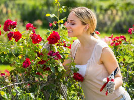 Где выбрать подходящие саженцы роз для приусадебного участка или дачи