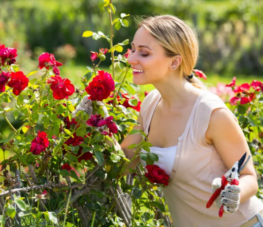 Где выбрать подходящие саженцы роз для приусадебного участка или дачи