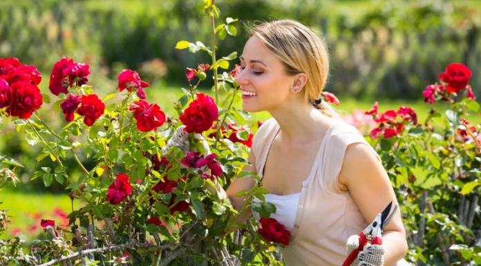 Где выбрать подходящие саженцы роз для приусадебного участка или дачи