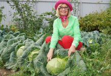 Где узнать все о выращивании капусты и ее заготовке: правила