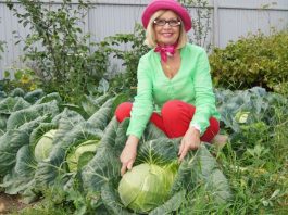 Где узнать все о выращивании капусты и ее заготовке: правила