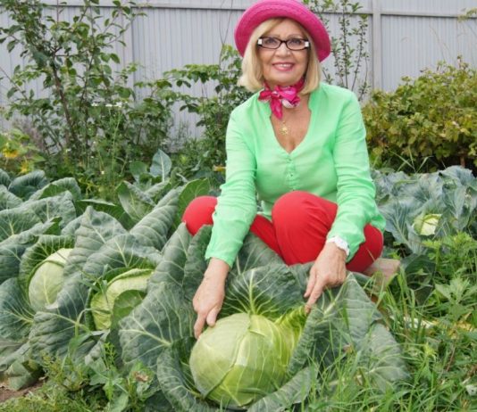 Где узнать все о выращивании капусты и ее заготовке: правила