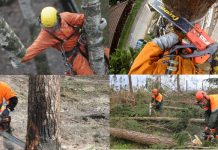 Специфика услуг по спилу деревьев: арбористика и ее специфика