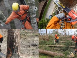 Специфика услуг по спилу деревьев: арбористика и ее специфика