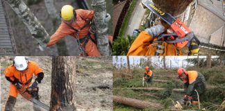 Специфика услуг по спилу деревьев: арбористика и ее специфика