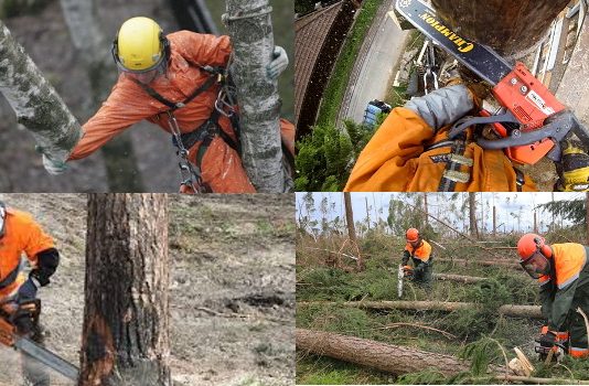 Специфика услуг по спилу деревьев: арбористика и ее специфика
