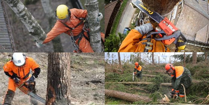 Специфика услуг по спилу деревьев: арбористика и ее специфика