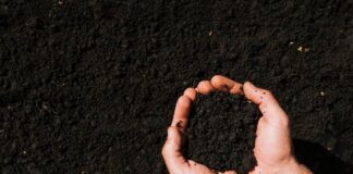 Органические удобрения и грунтовые смеси: плюсы