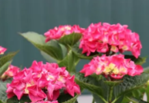 Уход за гортензиями: выращивание из черенков