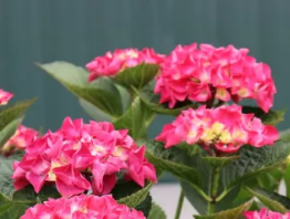 Уход за гортензиями: выращивание из черенков