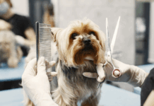 Развитие себя: курсы кинологии и груминга — путь к любимому делу и стабильному заработку