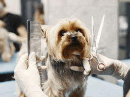 Развитие себя: курсы кинологии и груминга — путь к любимому делу и стабильному заработку