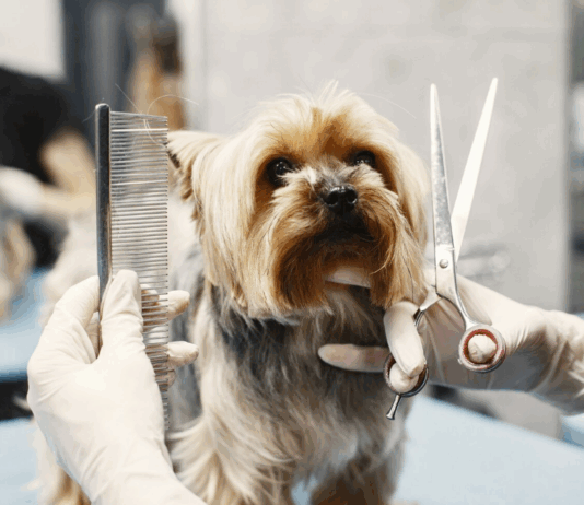 Развитие себя: курсы кинологии и груминга — путь к любимому делу и стабильному заработку