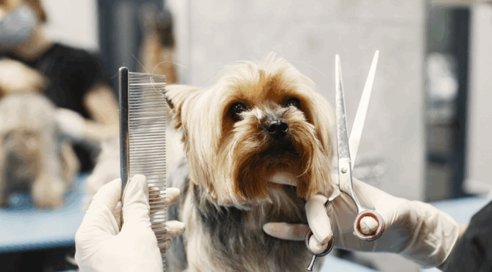 Развитие себя: курсы кинологии и груминга — путь к любимому делу и стабильному заработку